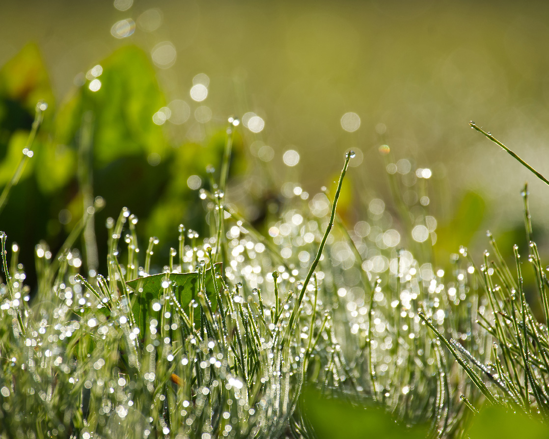 Droplets of water on grass glistening