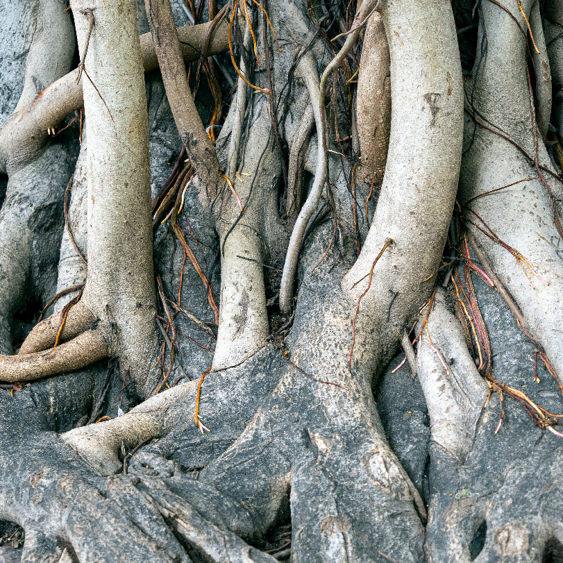 Thick tree roots; faq about Habersham Therapy in Atlanta