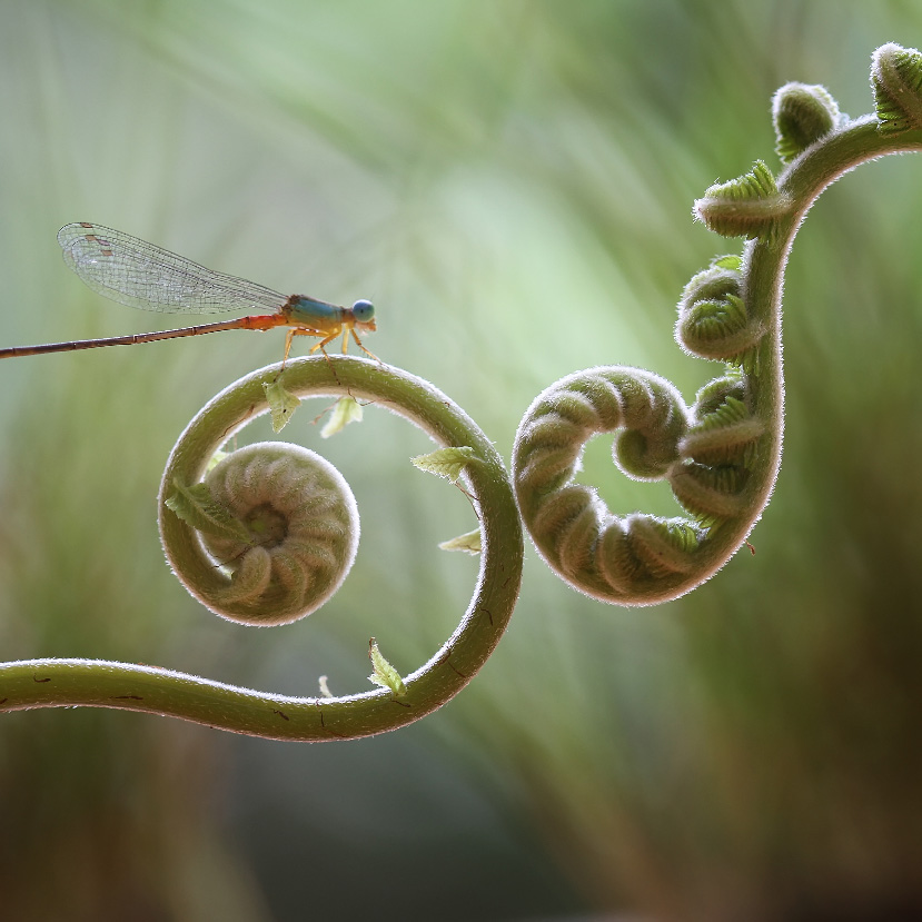 Close up of swirled plant with dragonfly