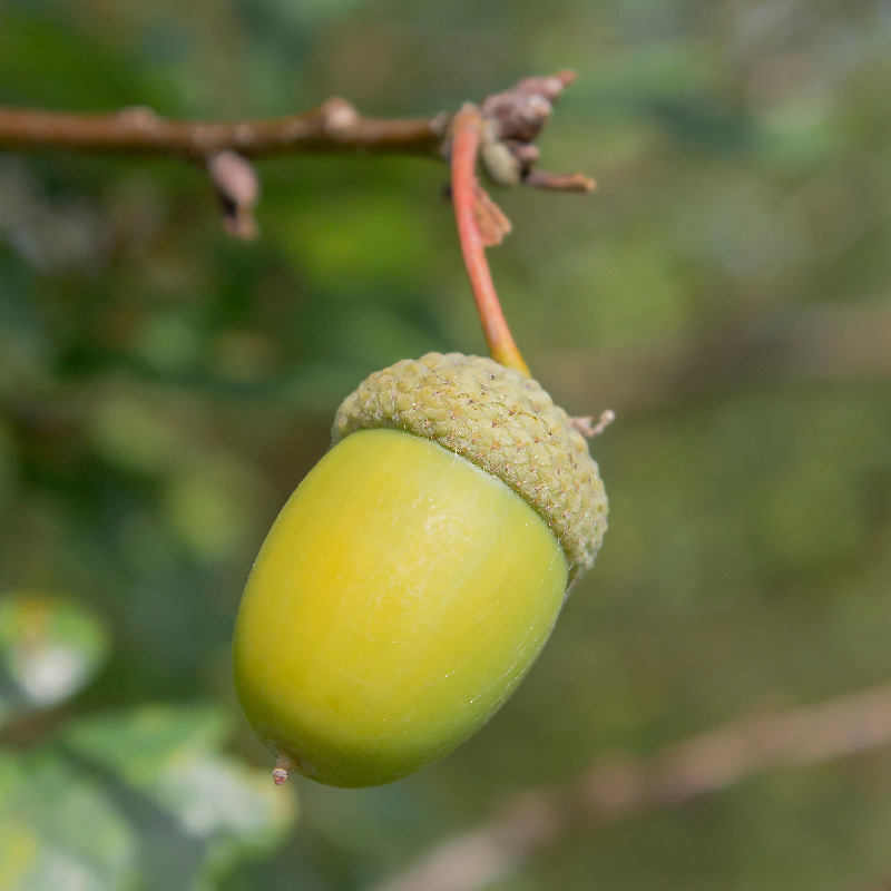 Acorn hanging from a tree; maternal mental health therapist in Atlanta